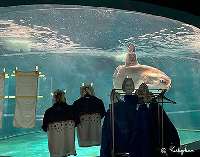 水族館整修閉館，翻車魚「沒遊客業績」過度憂鬱病了！館方用一招治癒。（翻自海響館X平台）