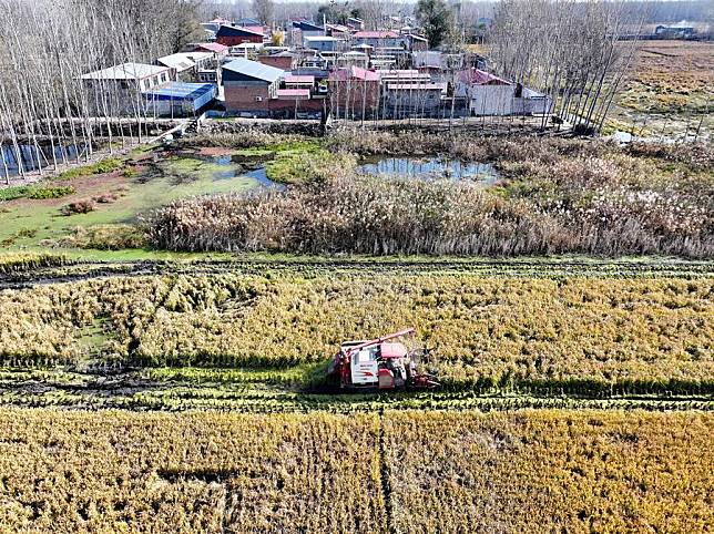 An aerial drone photo taken on Nov. 6, 2024 shows a harvester working in a paddy field in Xidoujiazhuang Village of Baichigan Town in Zhuozhou City, north China's Hebei Province. (Xinhua/Mu Yu)