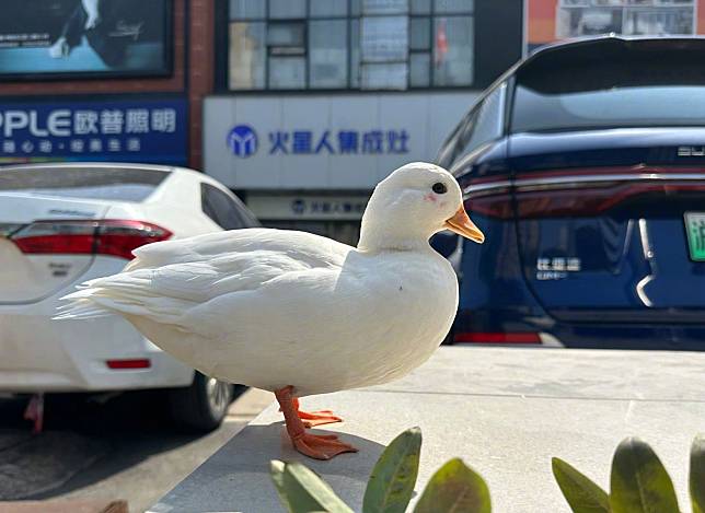 要價不斐的柯爾鴨，被陌生人一把抱走，險成「老鴨煲」。（翻攝微博）