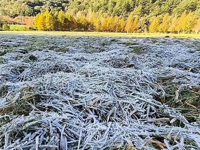 武陵農場露營區29日出現六度低溫，更出現今年首見白霜，大片白霜覆蓋草原形成一幅美景。（記者陳金龍翻攝）