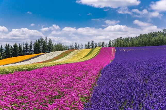 北海道 富良野