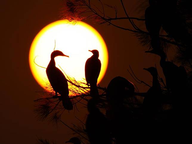 每年10月開始，鸕鶿會飛來金門度過冬天，又以慈湖聚集數量最多。   圖：翻攝自金門觀光旅遊網