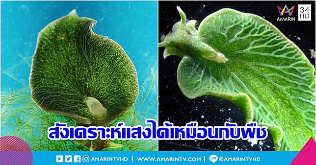 Green Sea Slug สัตว์ไร้กระดูกสันหลังที่สามารถ 