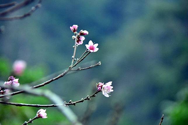 台東南橫公路一處水蜜桃園這幾天果樹爭相開花，比 正常花期早了2個月，讓果農納悶。 中央社記者盧太城台東攝 110年11月18日  

