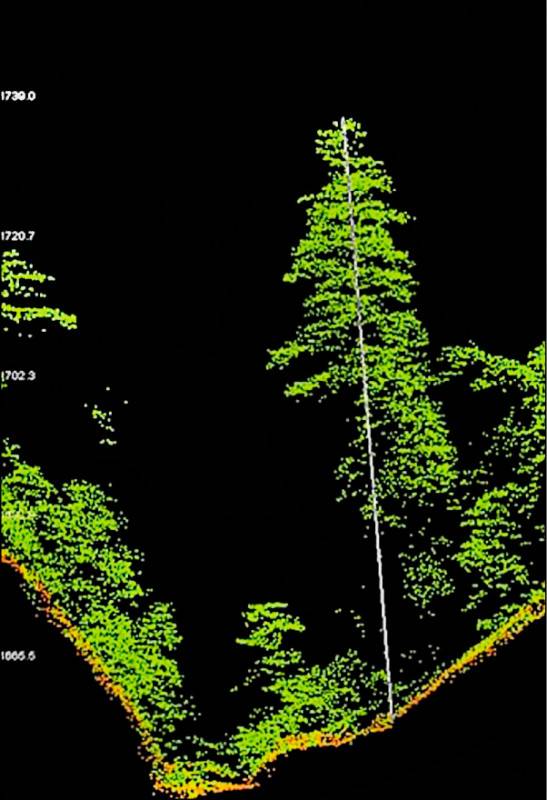 編號55214巨木可能是台灣杉，林試所預定年底至現場勘查，該巨木可望成東亞第一高樹。(圖：林試所提供)