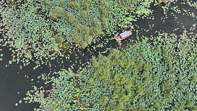 An aerial drone photo taken on July 31, 2024 shows a boat touring Baiyangdian Lake in Xiong'an New Area, north China's Hebei Province. (Xinhua/Mu Yu)