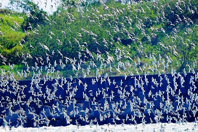 竹香山濕地小天鵝現蹤　賞鳥人士20年來首見