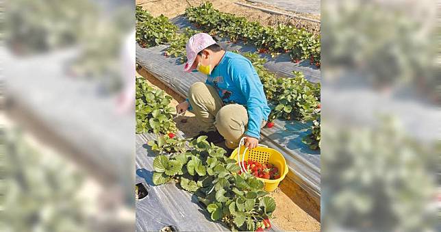 草莓新品種甜蘋果問世　研發五年抗病性強