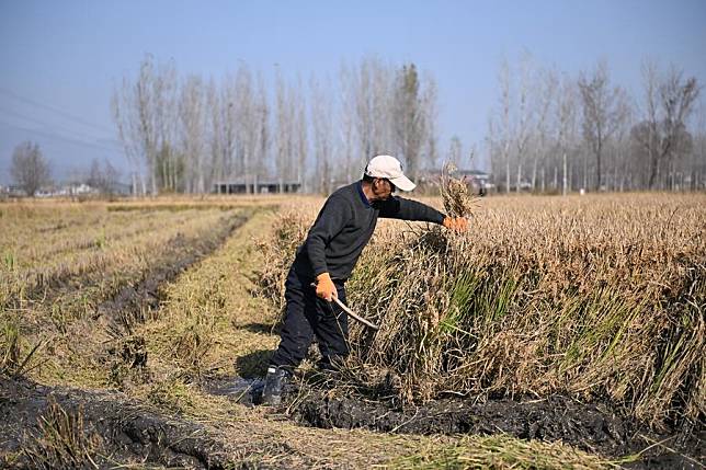 A farmer from a local planting cooperative harvests rice in a paddy field in Xidoujiazhuang Village of Baichigan Town in Zhuozhou City, north China's Hebei Province, Nov. 6, 2024. (Xinhua/Mu Yu)