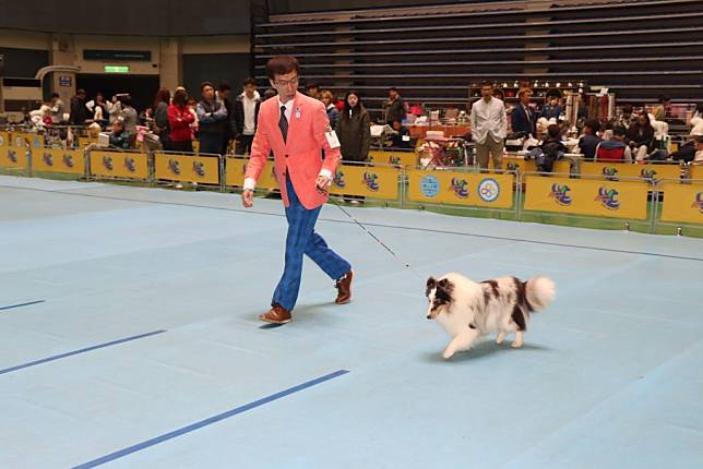 台灣畜犬協會二日在苗栗市巨蛋體育館舉行國際畜犬展覽比賽暨ＫＴＣ北區聯合會犬展。（記者謝國金攝）