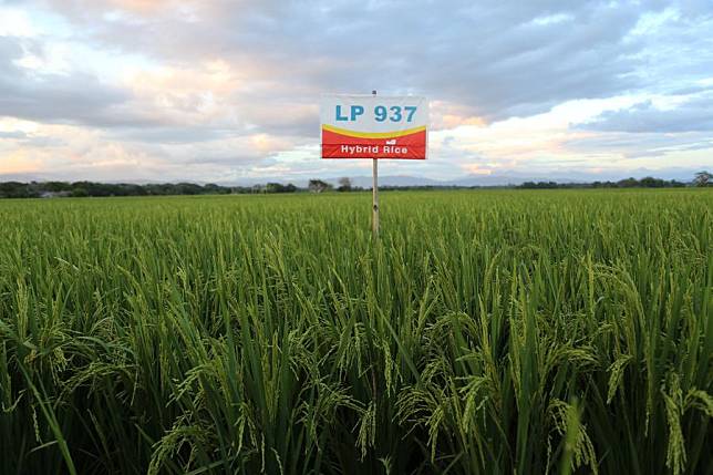 Photo taken on Feb. 17, 2025 shows a sign for Longping High-Tech's hybrid rice LP937 erected in a vast rice field in the Nueva Ecija province, the Philippines. (Xinhua/Nie Xiaoyang)