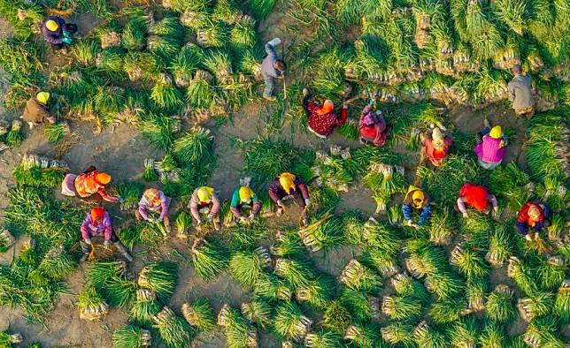 An aerial drone photo taken on Nov. 22, 2024 shows villagers harvesting scallion in Beizhangshe Village of Xinghua City, east China's Jiangsu Province. (Photo by Zhou Shegen/Xinhua)