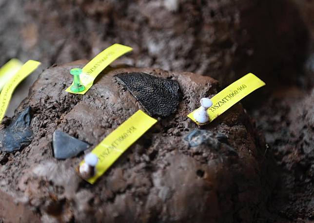 This photo taken on Dec. 5, 2023 shows a piece of turtle shell unearthed at the Mengxihe Site in Lezhi County of Ziyang, southwest China's Sichuan Province. (Xinhua/Liu Kun)