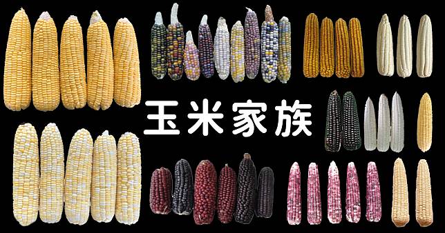 【玉米圖鑑】白玉米甜玉米糯玉米你愛吃哪一種？玉米顏色為何多彩？來看玉米的10個秘密