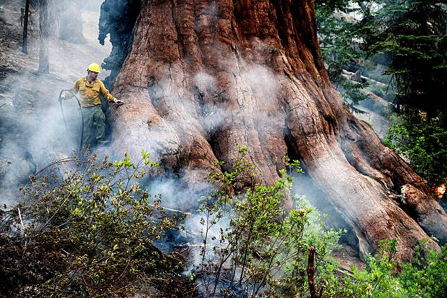 在近日爆發的沃什伯恩大火中，消防員正在設法保護馬里波薩谷中的珍貴巨杉。圖攝於2022年7月8日。（點擊右側看更多） 美聯社 / 達志影像