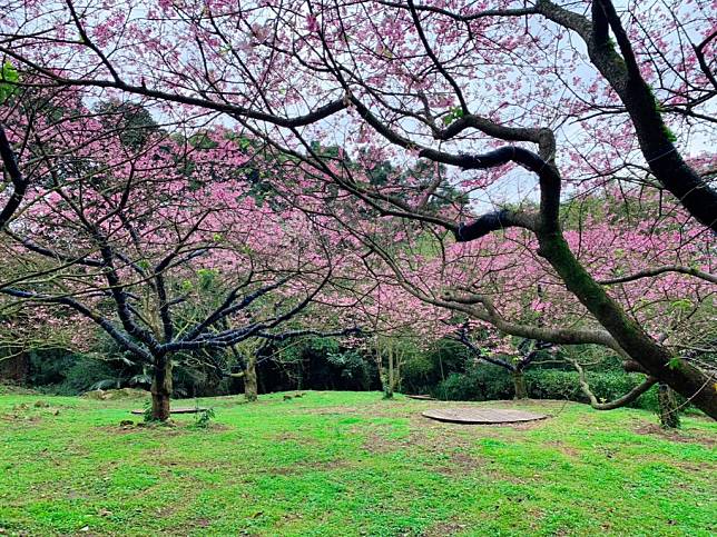 新北市淡水無極天元宮園區後山的三色櫻近日率先綻放似為新北櫻花季活動作暖身，即日起歡迎大眾前往賞櫻。（記者吳瀛洲攝）