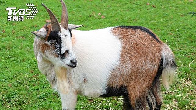 墨西哥奇爾潘辛戈市（Chilpancingo）動物園長那瓦（Rubén Nava），涉嫌宰殺４隻侏儒山羊當「耶誕大餐」。（示意圖／shutterstock 達志影像）