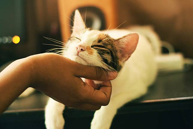 養貓，是一種重新學習愛的過程：愛一個人，像愛一隻貓，需要而不勉強他！