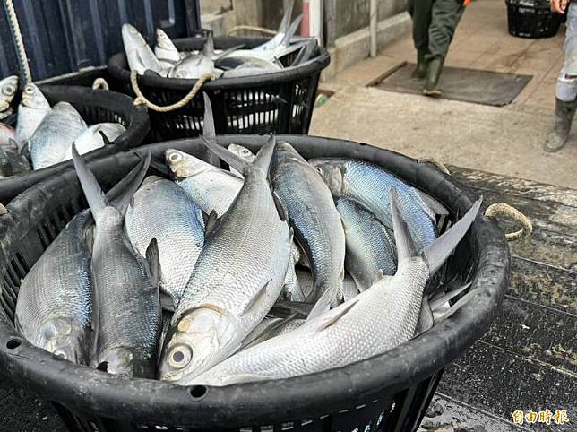 寒流發威，嘉義縣沿海混養虱目魚紛傳凍死。(記者蔡宗勳攝)