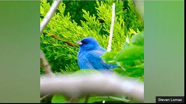 大批賞鳥者為了拍到這隻罕見藍色鳥徹夜守候。BBC