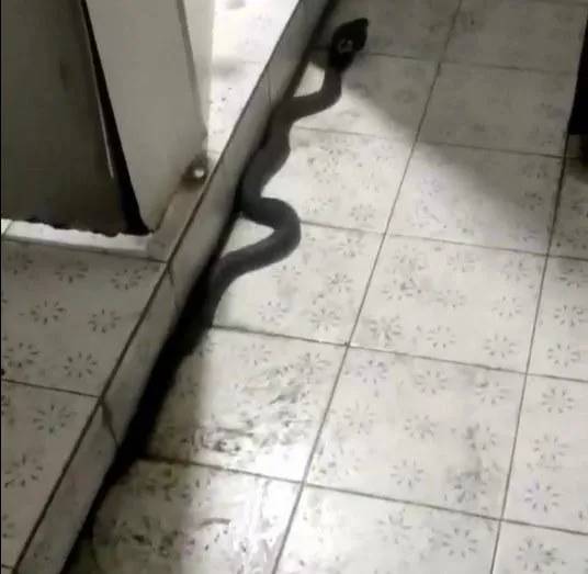 男廁地面上有一條眼鏡蛇。（圖／爆廢1公社）
