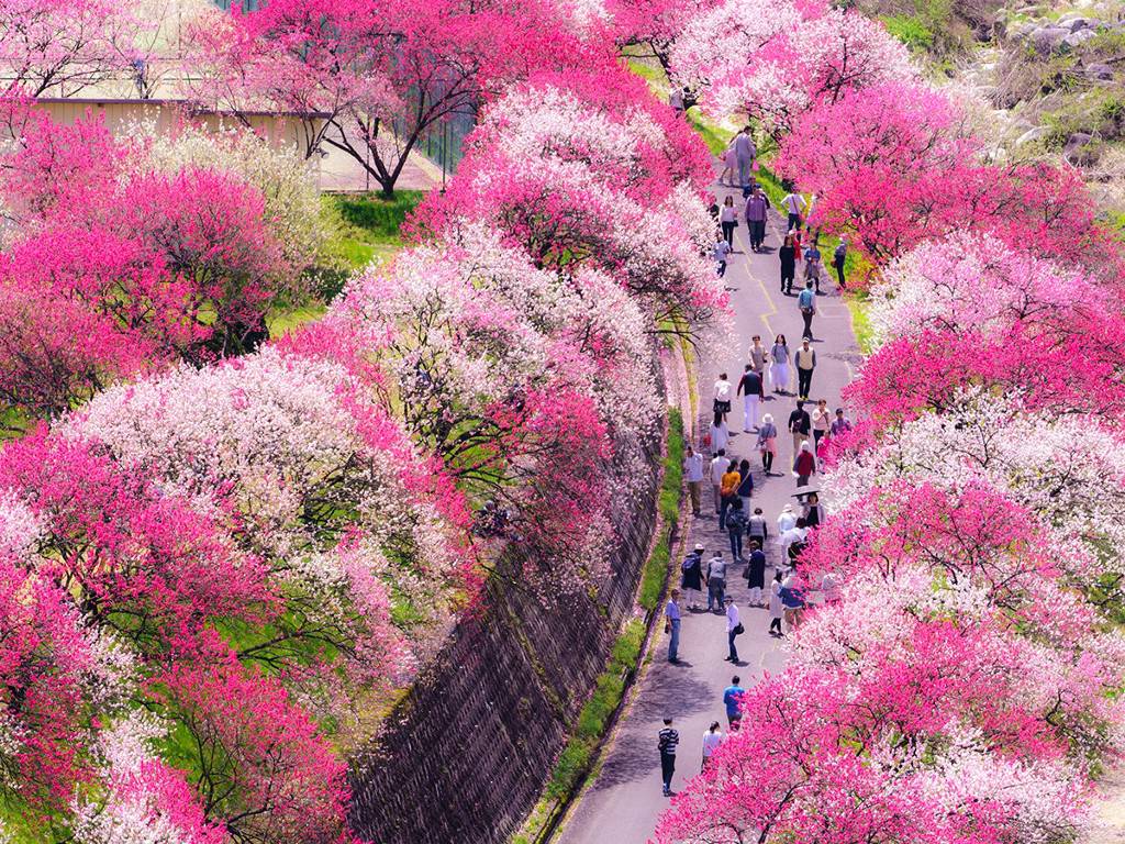 はなもも ハナモモ - 庭木図鑑 植木ペディア