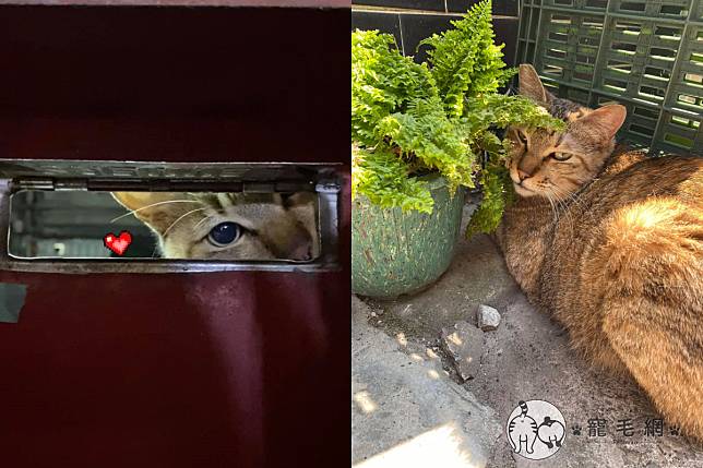 潘小姐翻開郵箱竟見到一隻貓貓朝內偷看！（圖／網友潘正儀授權提供）