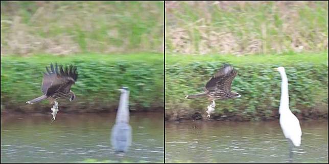 黑鳶捕魚，蒼鷺、大白鷺乾瞪眼。(Shu-Ti Chiou提供)