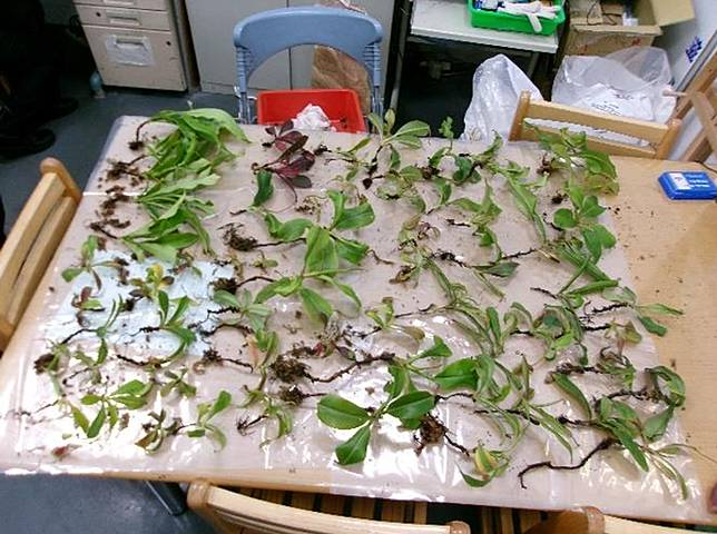 一名植物走私狂熱者頻繁從國外夾帶豬籠草闖海關。