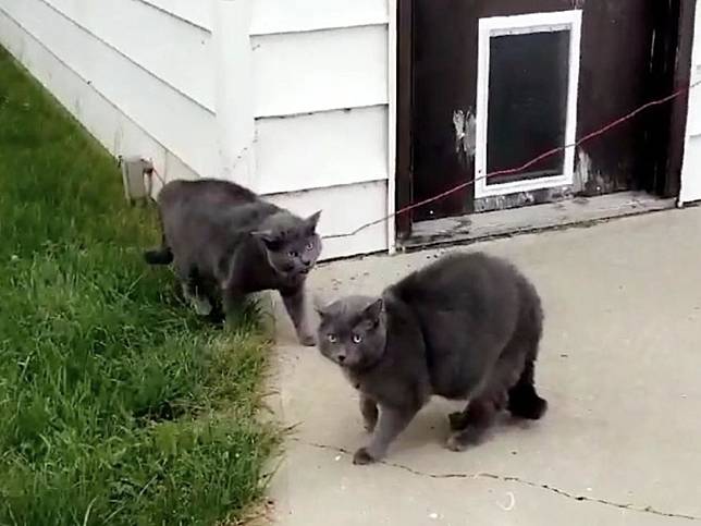 後院傳來騷動女子驚見兩隻炸毛藍貓　究竟哪隻是我的？