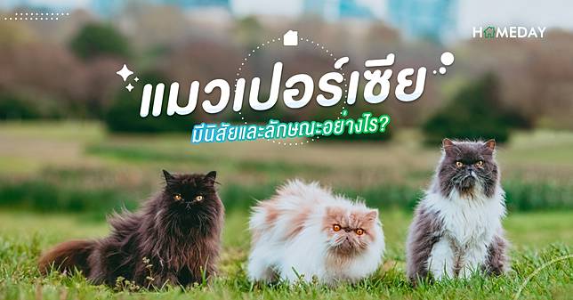 แมวเปอร์เซีย มีนิสัยและลักษณะอย่างไร  web