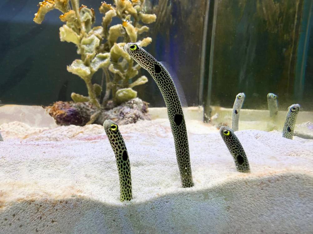 屏東海生館-我的鰻朋友：把握228連假探索鰻類生物奧秘鰻遊海底世界 | 勁報 | LINE TODAY