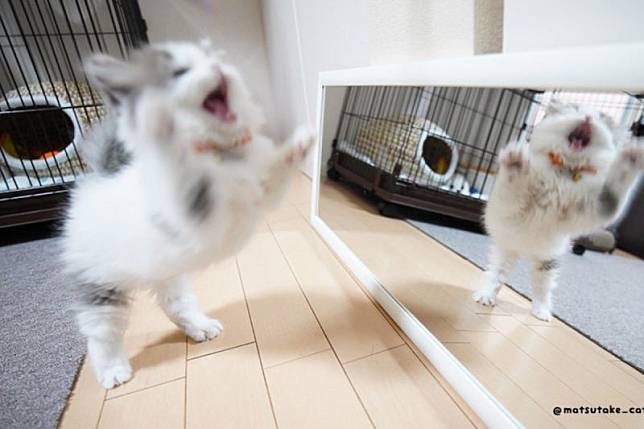 第一次照鏡子，小白貓見到鏡子中的自己後炸毛狂吼：「你素誰啦！！！」（圖／Twitter：matsutake_cat）