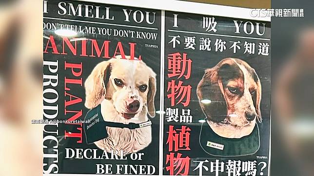 反差萌！　海報兇喊「I吸YOU」　桃機檢疫犬紅到日本 | 