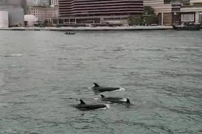 Conservationists have alerted vessel operators in Victoria Harbour to exercise caution after a pod of as many as 100 false killer whales made a surprise visit to the city. Photo: Twitter