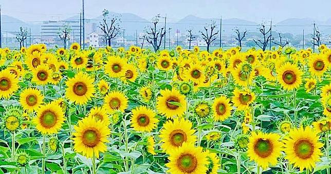 日本兵庫縣向日葵之丘公園的向日葵盛放。（小野市觀光協會facebook圖片）
