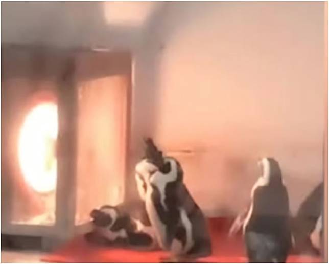 ▲大陸民眾日前參觀動物園，赫然發現成群企鵝圍著火爐排隊取暖。（圖／網路）