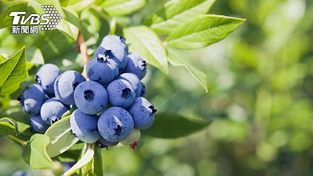 藍莓被證實有益於顧血壓，對腦部機能也有正面影響。（示意圖／Shutterstock達志影像）