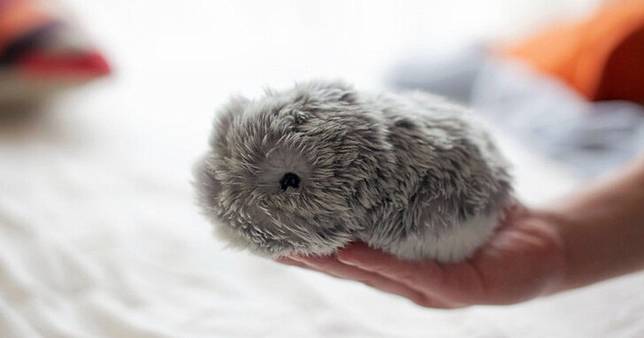 君はもう家族だよ…！ 愛猫家がAIペットロボット「モフリン」を