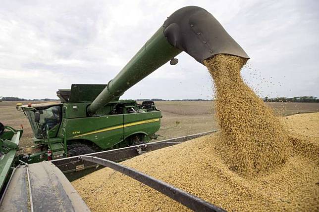 2018年中美貿易戰，美國大豆輸往中國將受衝擊（AP）