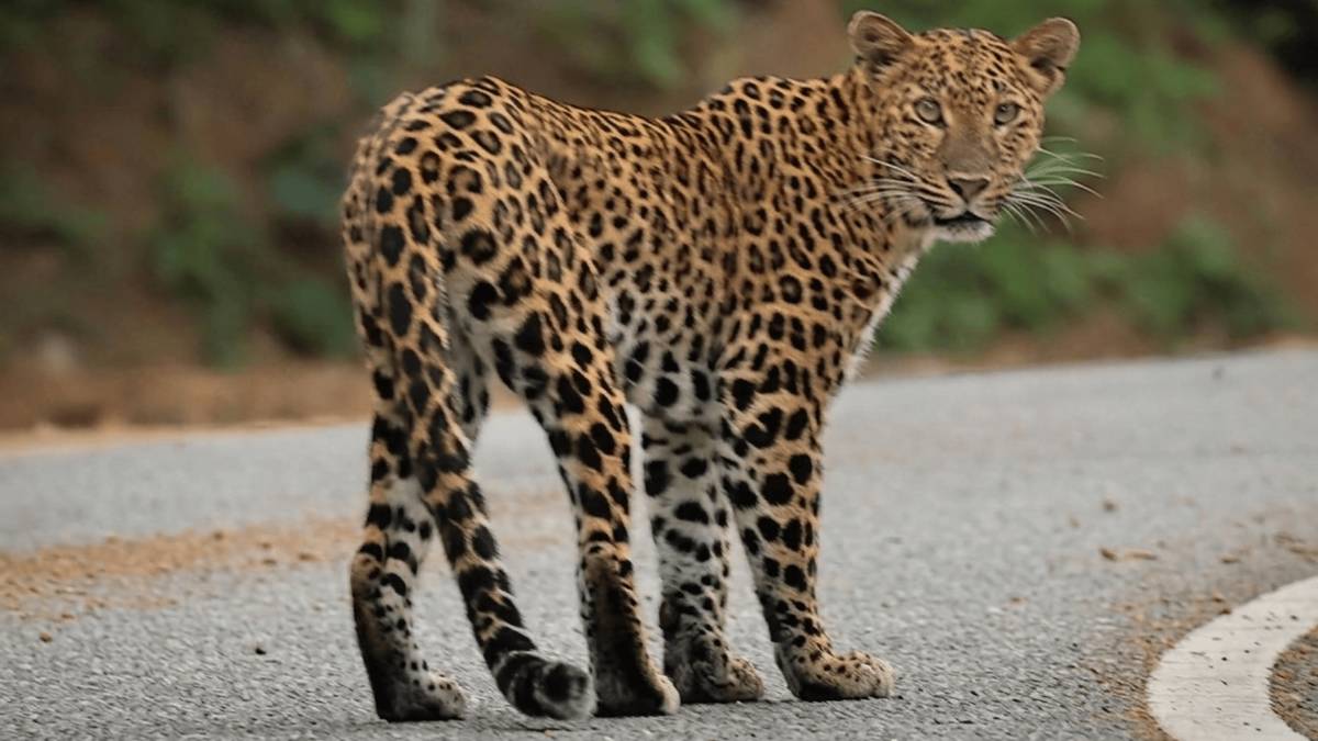 Rare leopard photographed in Kaeng Krachan National Park | Thai PBS ...