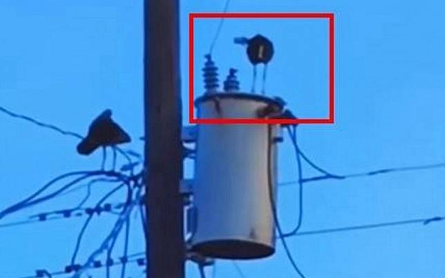 大鳥飛上電線桿觸電重摔落地　他湊熱鬧錄影還配音全網笑翻