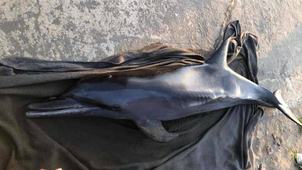 竹北新月沙灣出現一隻擱淺的熱帶斑海豚，竟瘦成皮包骨。（圖片來源／社團法人新竹縣流浪動物珍愛協會臉書）