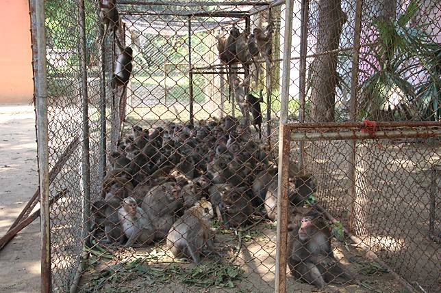 จับลิงทำหมันหลังบุกรื้อ วัด โรงเรียนและชุมชน