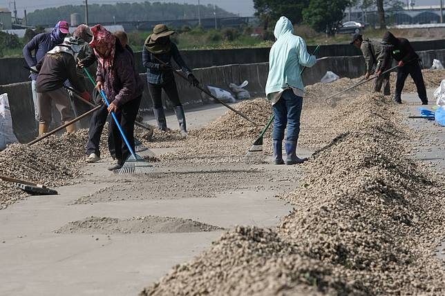 農業部表示，馬路曬花生有食安與人力問題，將推動「濕莢收購」來因應進口衝擊。（攝影／楊語芸）