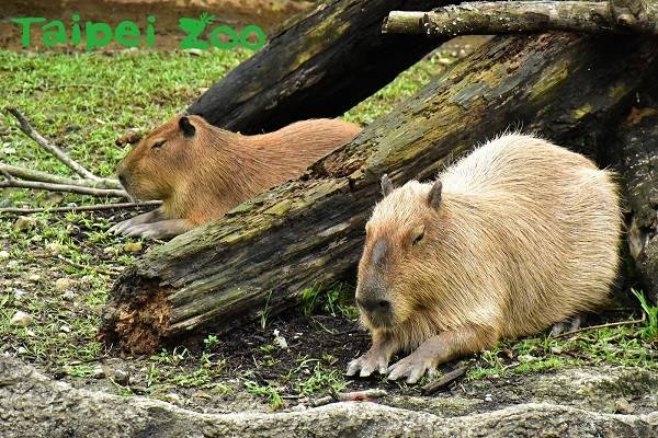 台北市立動物園.jpg