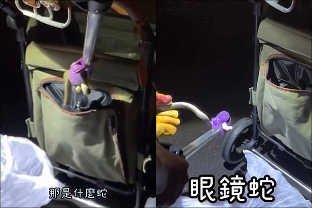 捕蛇人員用蛇夾成功夾出眼鏡蛇。圖／翻攝自Threads／as1471471