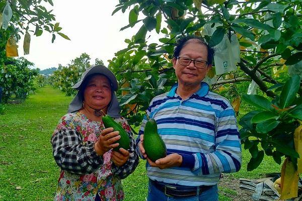 楊式夫妻倆接手母親的酪梨園，農園經年常綠，相當漂亮。