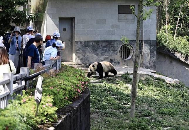 中國宣布從「大熊貓保護研究中心」選定一對大貓熊 「雲川」、「鑫寶」赴美。圖為研究中心與參訪人 潮。（中新社提供） 中央社 113年4月27日