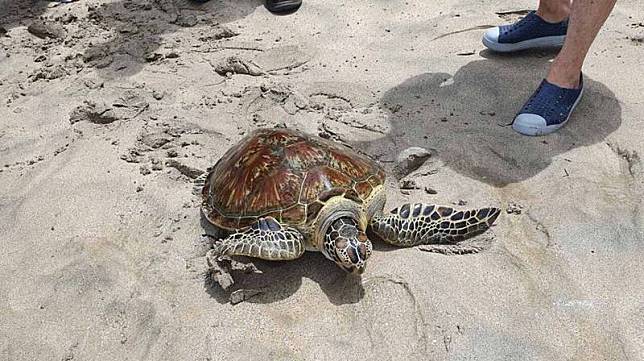 澎湖縣政府配合世界海龜日，16日在馬公嵵裡海域野放11隻保育類的海龜，海龜在大小朋友的加油聲中，奮力的爬向大海。中央社 111年6月16日  

